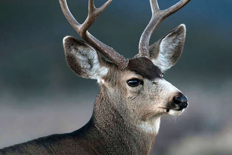 Buck deer