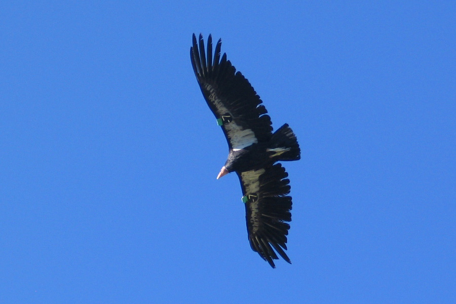 California condor with wings spread, in flight against a blue sky