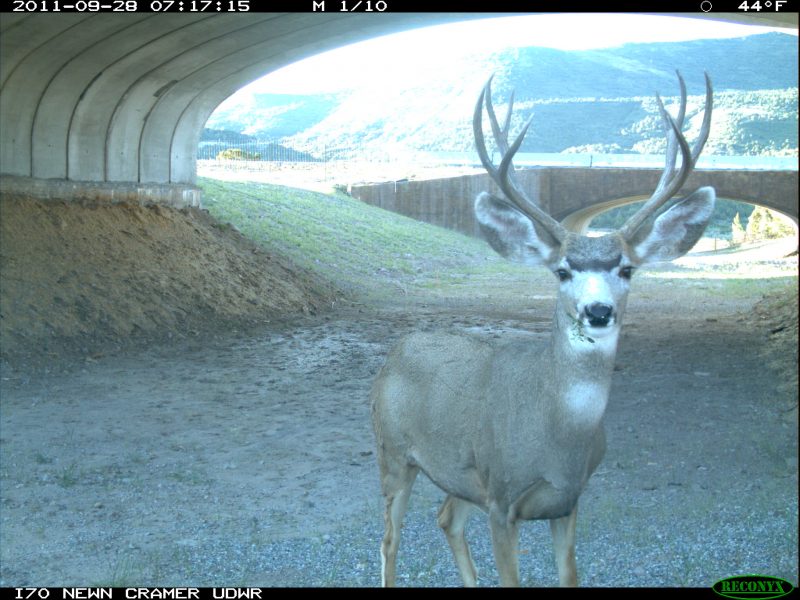Dr. Cramer documented more than 43,000 successful mule deer passages through wildlife crossings over a six-year period.