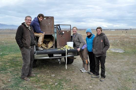 Loading two immobilized and recently collared cubs into their enclosures for transport to their release locations.