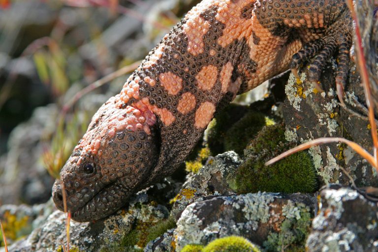 A Rare Sighting Of The Elusive Gila Monster