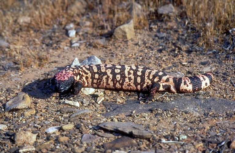 giant gila monster color