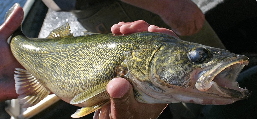 Stocking sterile walleye