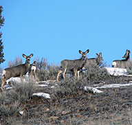 A herd of deer on a range