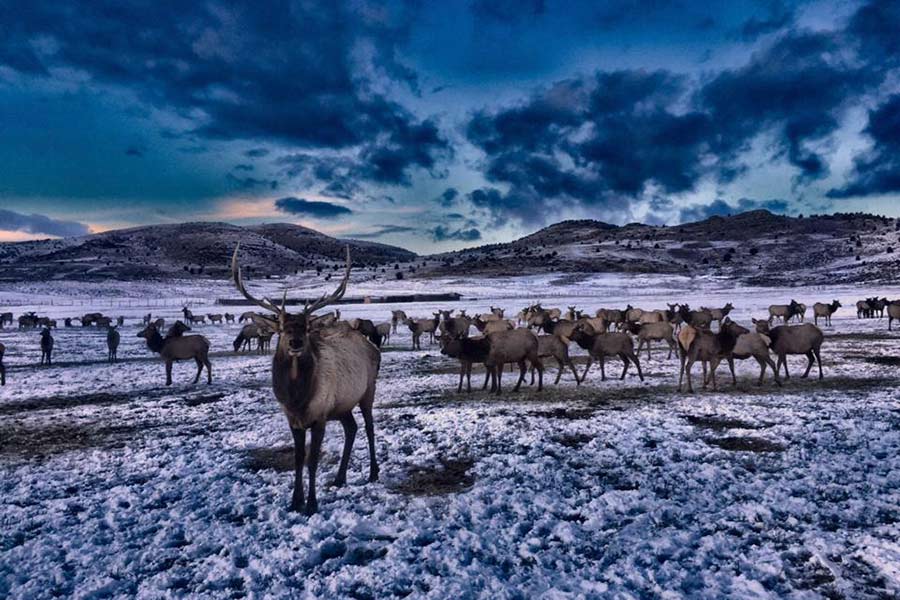 Elk herd at Hardware Ranch