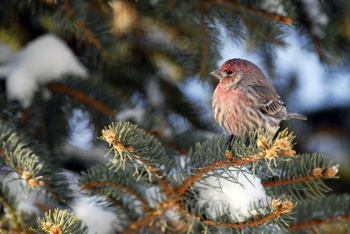 Your "bird Christmas tree" will provide countless hours of bird-watching fun through the rest of the winter.