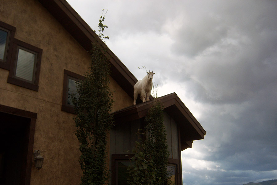 Goat on house