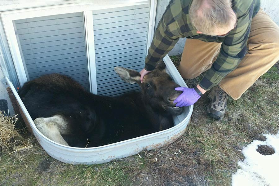 Moose in window well