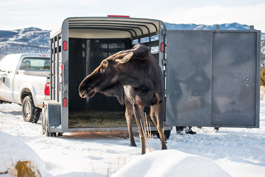 Moose release from trailer