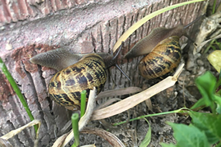 Two gardensnails on a brick wall