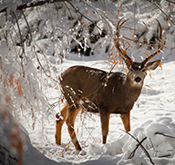 Buck deer in the snow