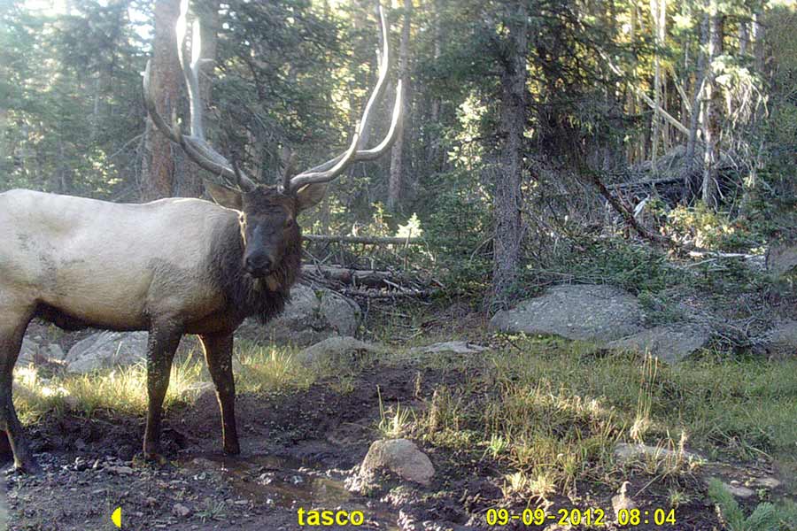 Elk in trail camera photo
