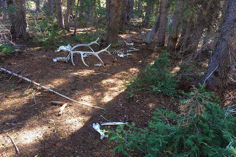 Elk bones