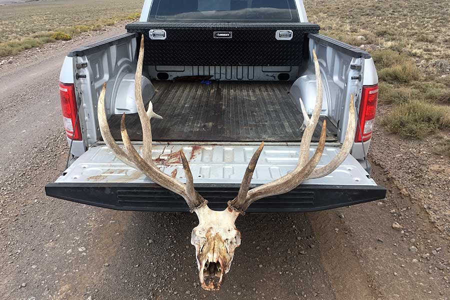 Elk skull in truck bed