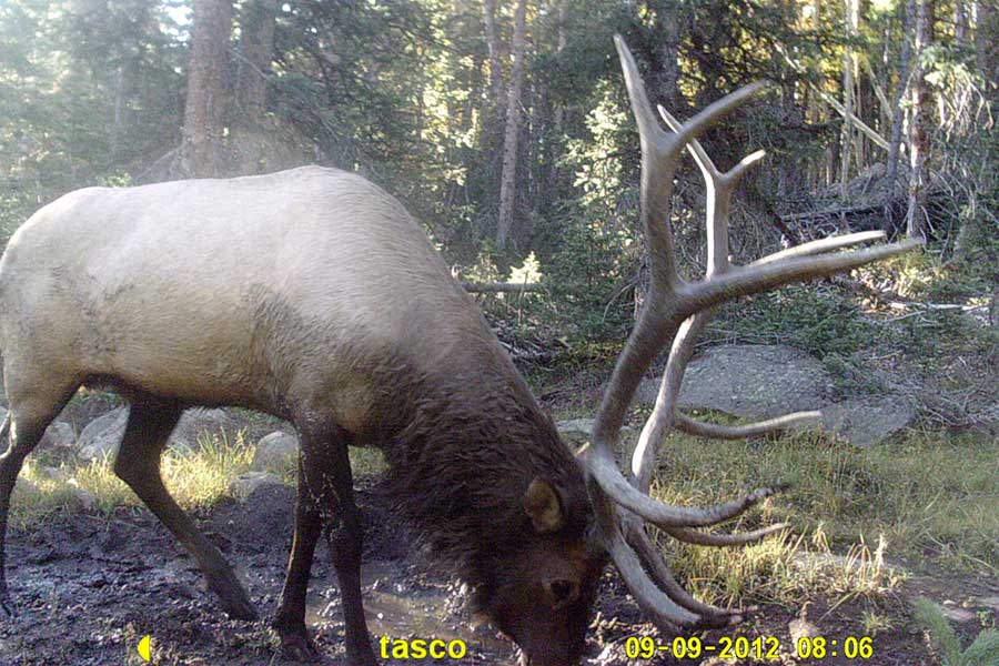 Elk in trail camera photo