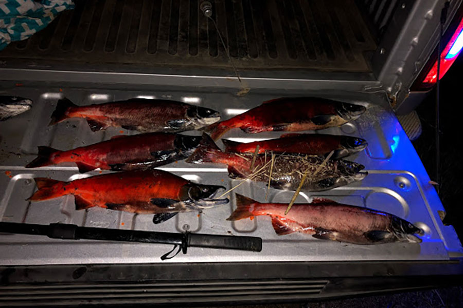 Kokanee salmon in truck bed
