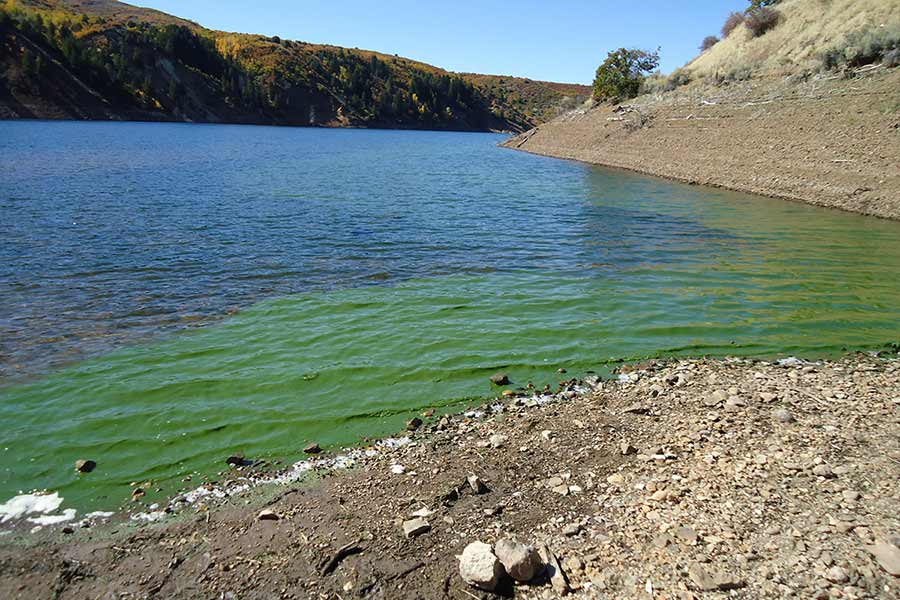 Reservoir with algal bloom