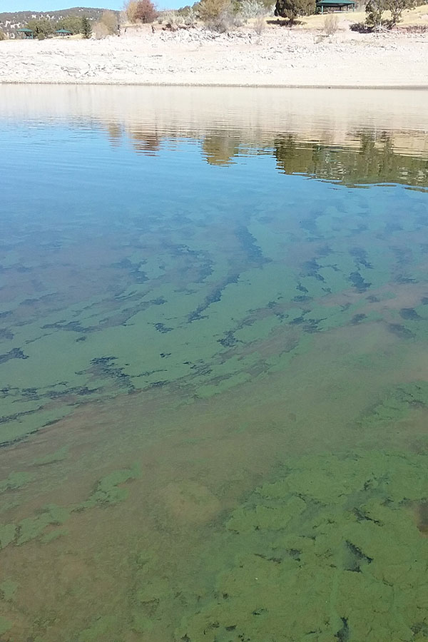 Rockport Reservoir with algal bloom