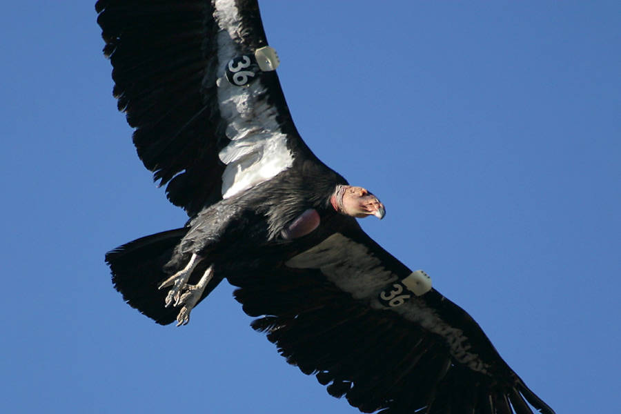 Adult condor in flight