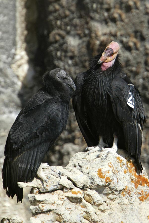 Two condors perched on a rock
