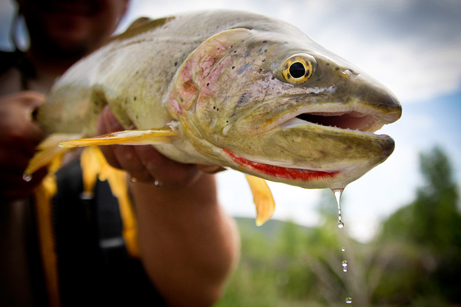Angler holding Bonneville cutthroat trout