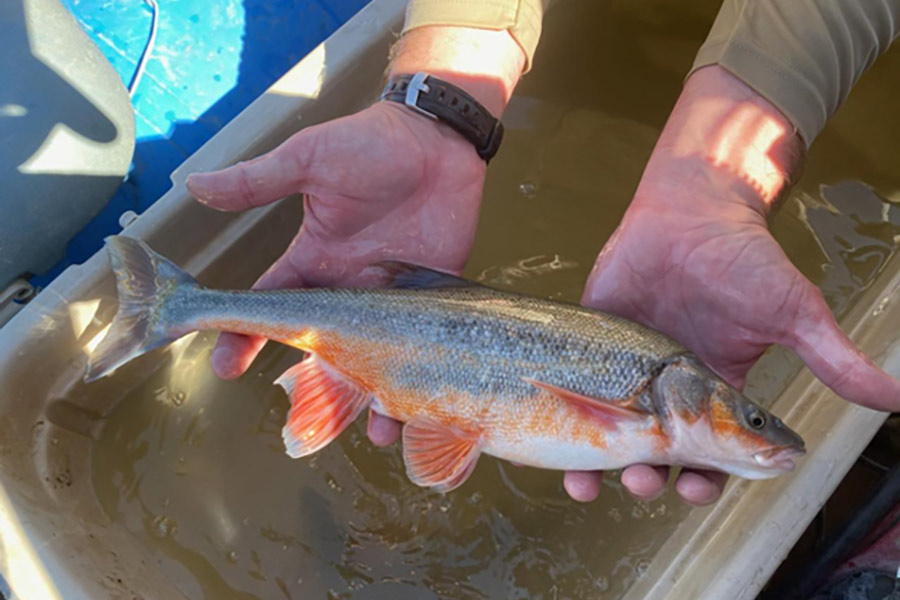 My first ever fish on the fly rod. It was a tiny creek chub but it