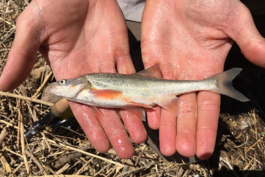 Small roundtail fish held in two hands