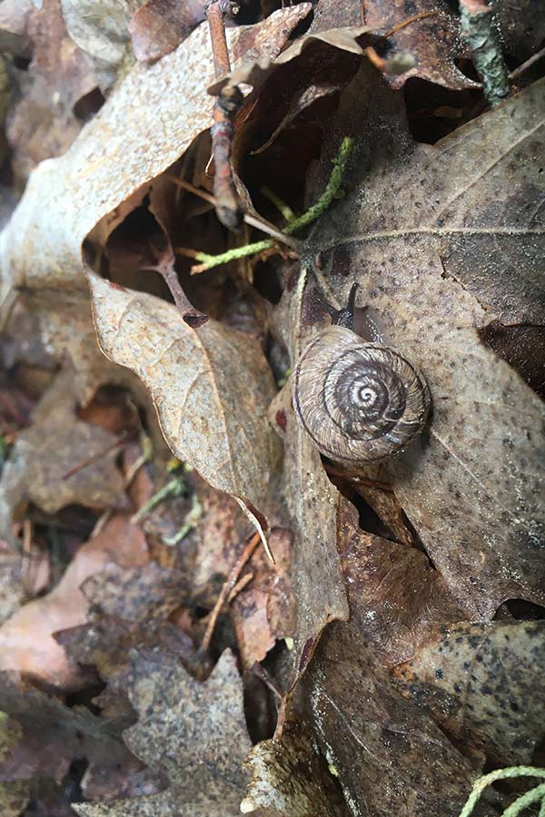 Snail crawling on leaves