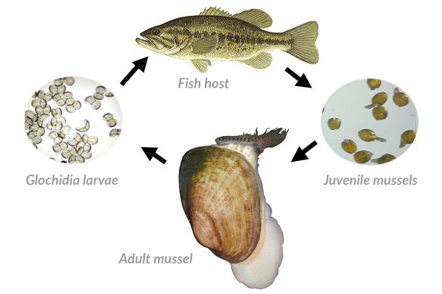 Glochidia, Gills and Galentine's - Mussel Moms Have All the Moves