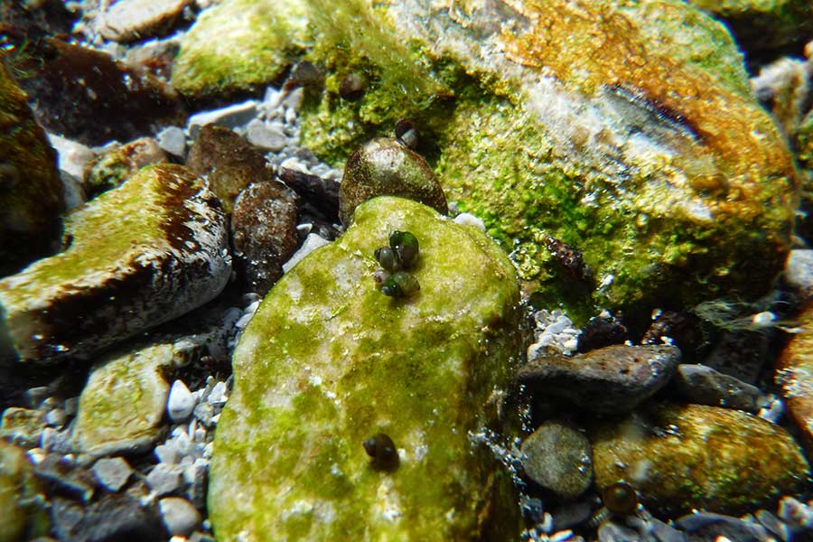 Snails on a rock
