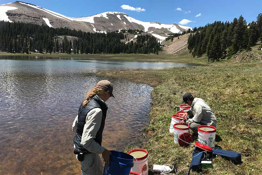 Stocking fish in a high-elevation mountain lake