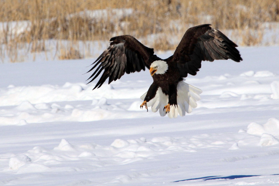 Bald eagle with its talons extended, swooping in for a landing on the snow-covered ground at Farmington Bay