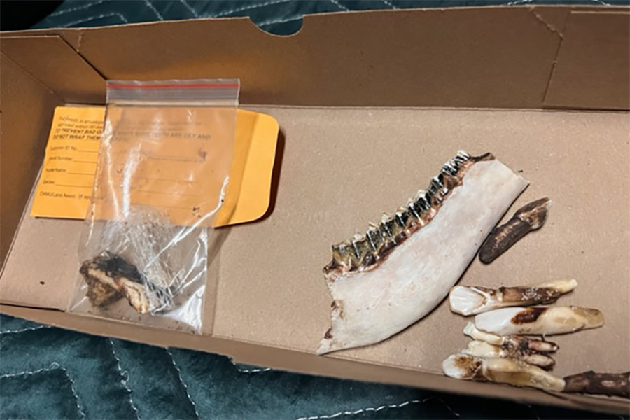 Several teeth and an animal jawbone in a cardboard box