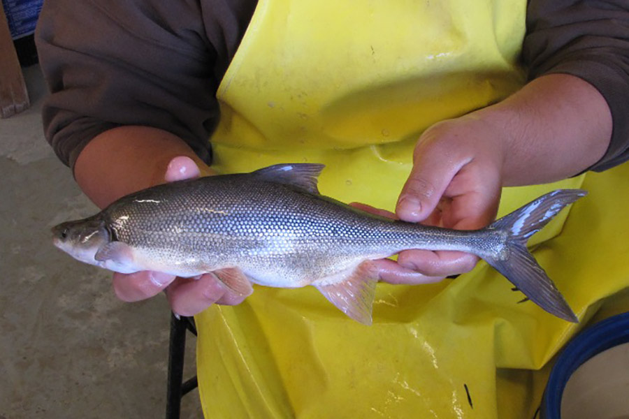 Holding a shiny bonytail fish