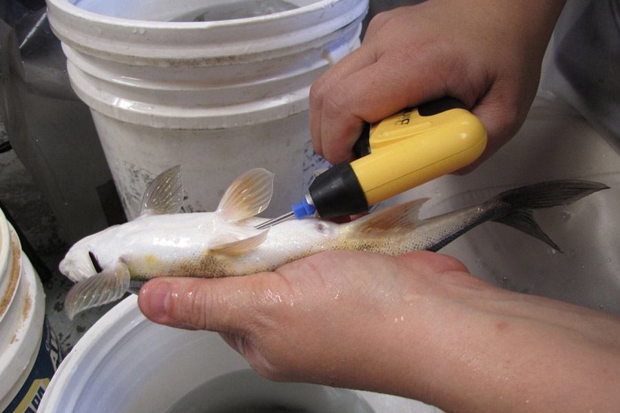 Technician holding a fish and inserting a PIT tag