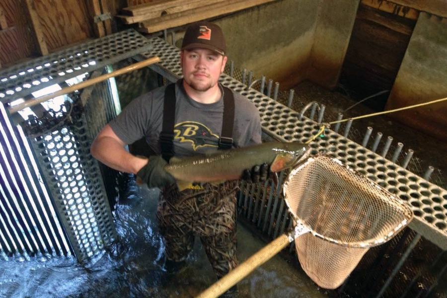 McKay Braley holding a cutthroat trout in a fish trap