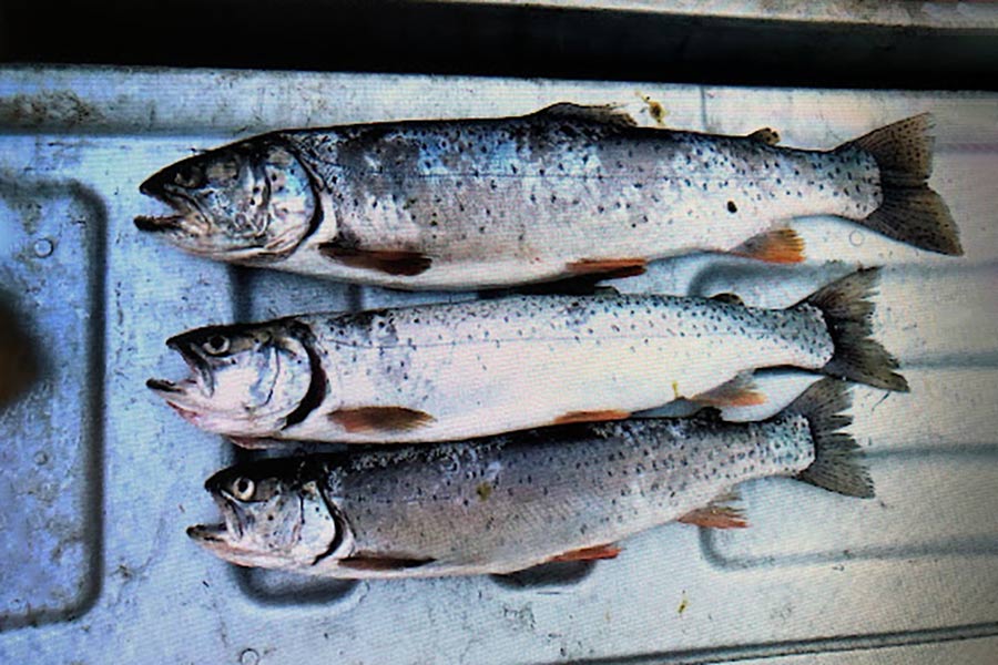 Three caught cutthroat trout lying in a truck bed