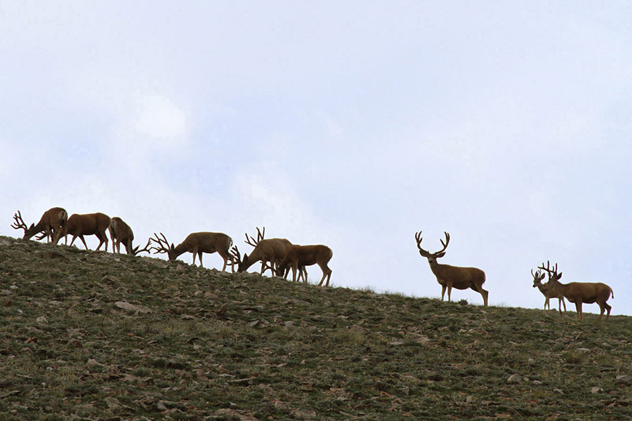 Herd of buck deer in velvet, on a gradually sloping hill