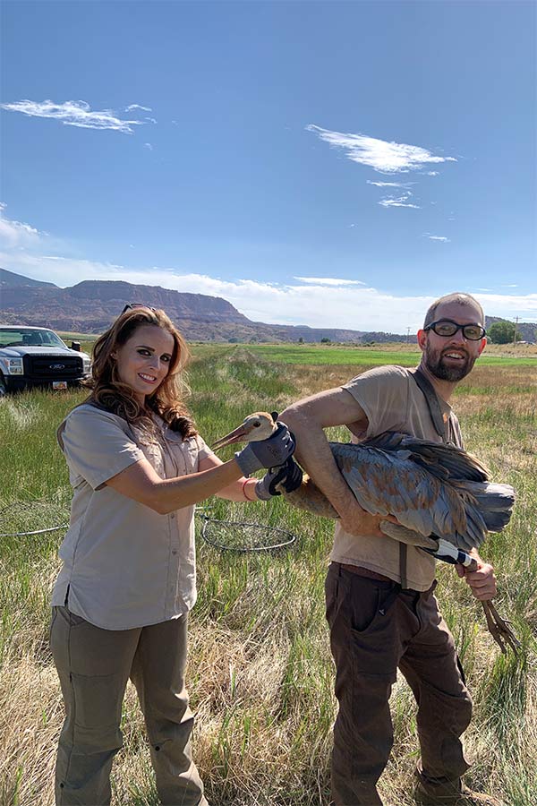 DWR employees holding a tagged snadhill crane in an open field, preparing to release it