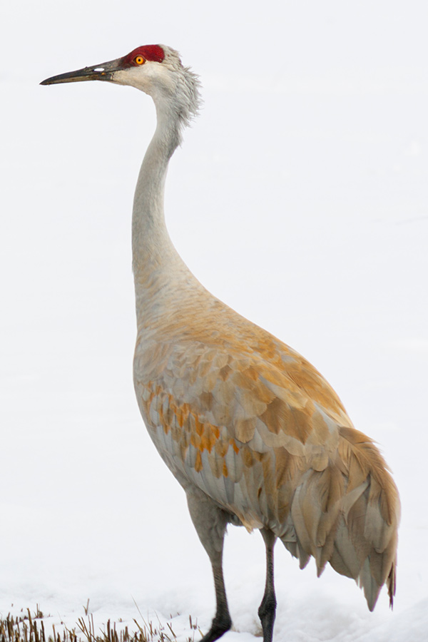 Come see sandhill cranes in the wild at DWR events this fall