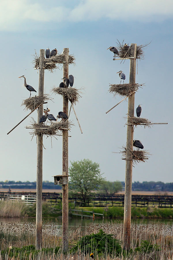 A large rookery at Eccles Wildlife Education Center, with many heron perched