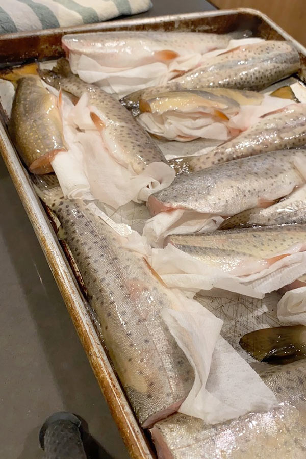 Several cleaned trout with paper towels lying in a tray