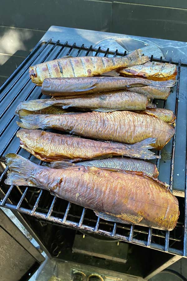 Several smoked trout on a grill