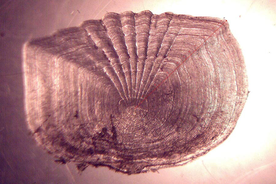 Cross section of a scale of an 11-year-old largemouth bass from Mantua Reservoir