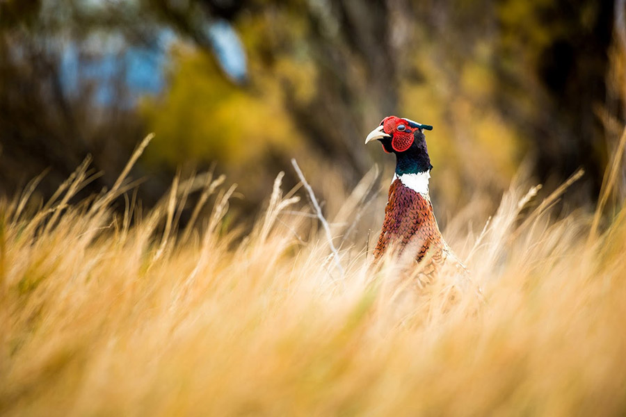 A pheasant strutting around a grassy field