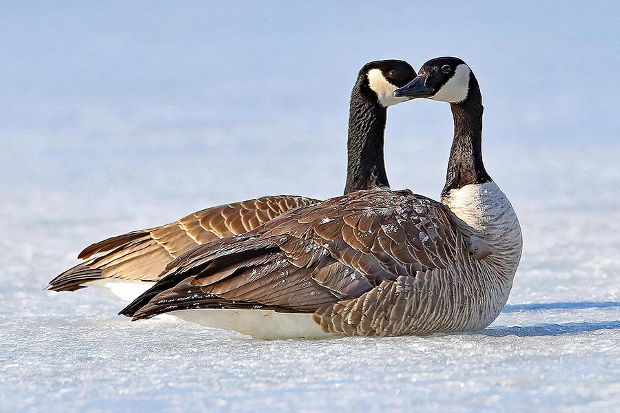 Two Canada geese sitting next to each other on ice