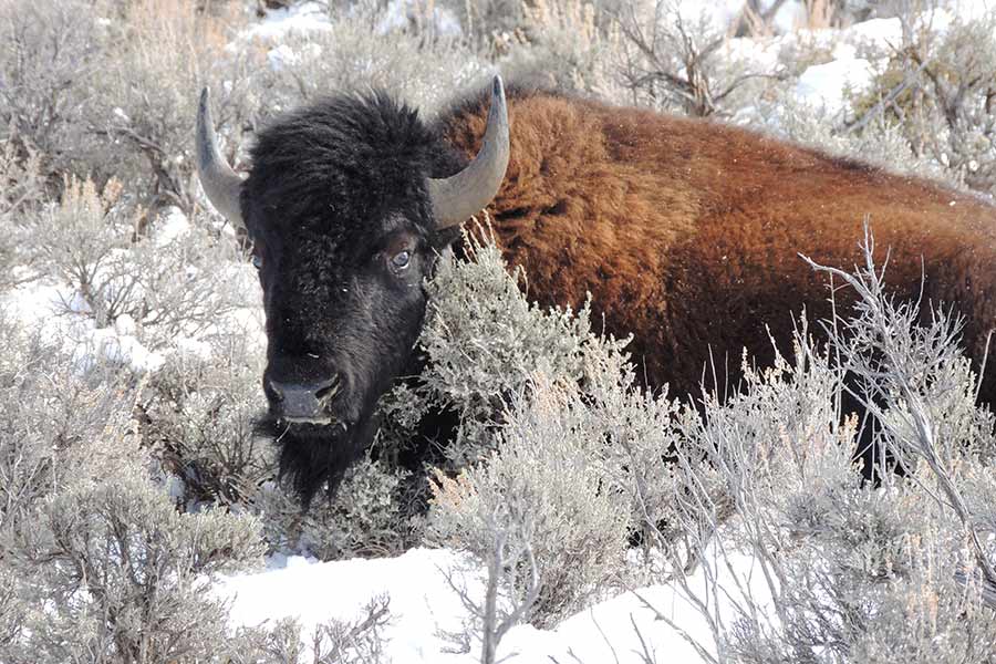 Bison crouched in brush and snow