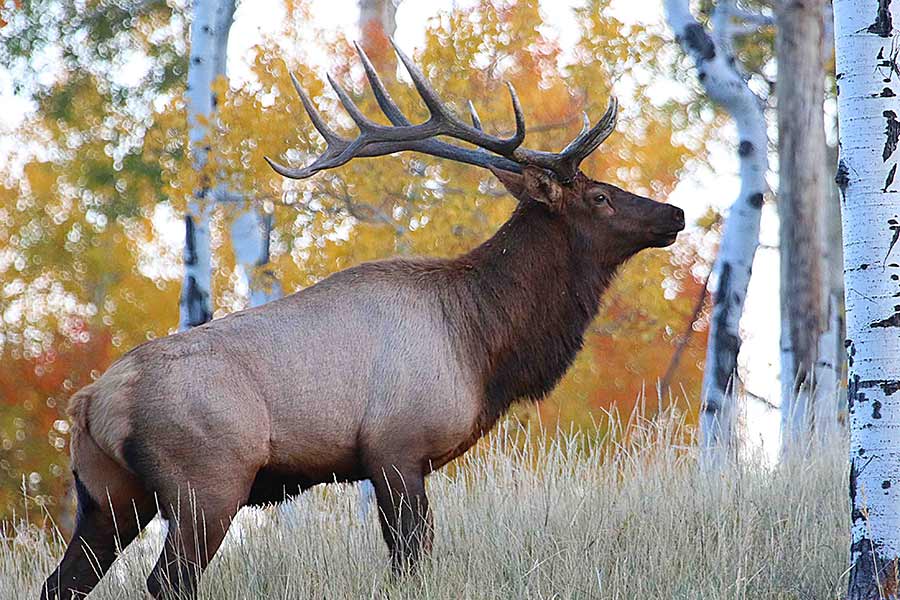 Bull elk in the forest
