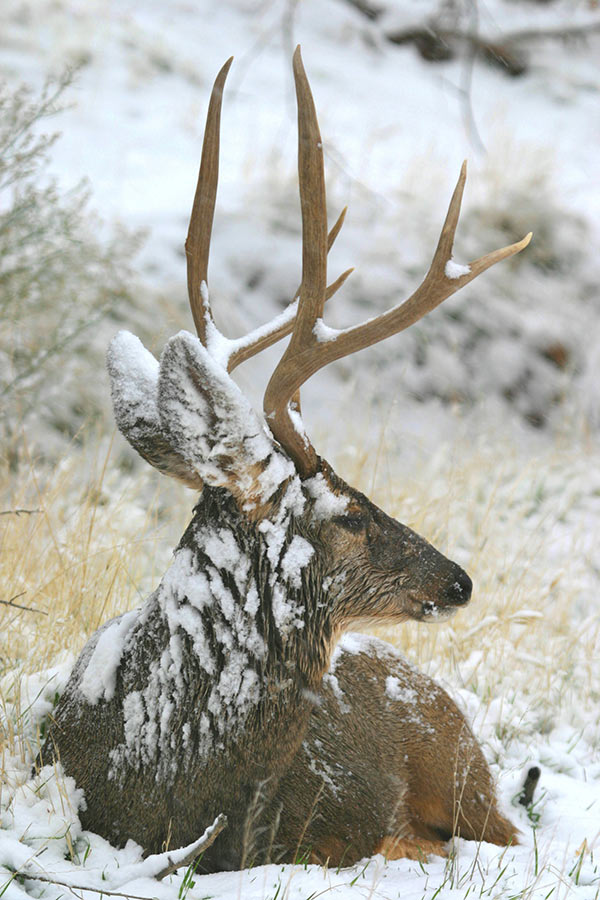 Mule deer buck sitting, partially covered in snow