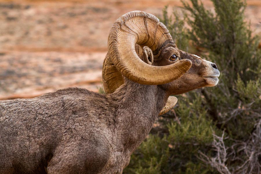 Ram bighorn sheep in southern Utah